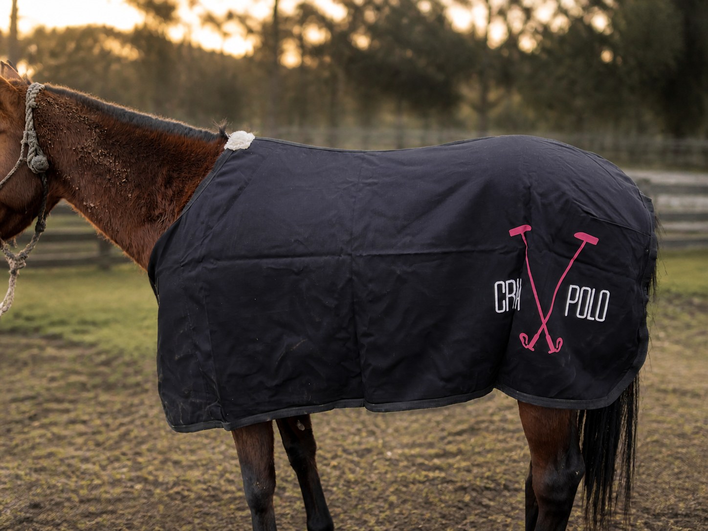 Horse in a custom rug